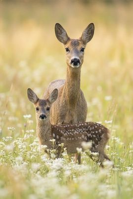 Roa Deer - Attentive gaze Porträtaufnahme einer Reh-Mutter mit ihrem Kitz. Beide Tiere blicken direkt in die Kamera.