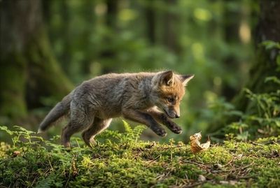 Red Fox - Playful Jump In The Moss Ein dynamisches Bild eines jungen Fuchswelpen, der verspielt über moosigen Waldboden springt.