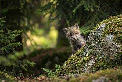 Red Fox -Hide And Seek In The Moss Ein kleiner Fuchswelpe schaut neugierig hinter einem moosbewachsenen Felsen hervor.