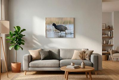 Dynamische Action-Aufnahme eines Blässhuhns, das mit ausgebreiteten Flügeln und spritzendem Wasser über den See läuft.