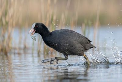 Eurasian Coot - Dance On The Water Dynamische Action-Aufnahme eines Blässhuhns, das mit ausgebreiteten Flügeln und spritzendem Wasser über den See läuft.