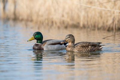 Mallard - Harmony On The Water Ein Stockenten-Paar schwimmt ruhig nebeneinander auf einem stillen See.