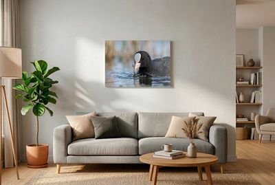 Eurasian Coot - Precious Loot Nahaufnahme eines Blässhuhns, das Algen im Schnabel hält, während Wassertropfen von seinem Gefieder perlen.