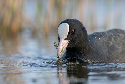 Eurasian Coot - Precious Loot Nahaufnahme eines Blässhuhns, das Algen im Schnabel hält, während Wassertropfen von seinem Gefieder perlen.