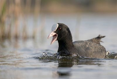Eurasian Coot - Call Of The Wild Ein Blässhuhn mit weit geöffnetem Schnabel erzeugt beim Rufen kleine Wellen auf der spiegelnden Wasseroberfläche.