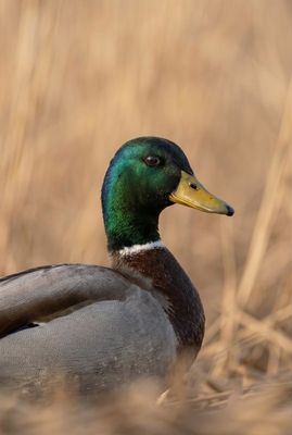 Mallard - Elegance In The Reeds Porträt einer männlichen Stockente mit grünem Kopf im goldenen Schilf.