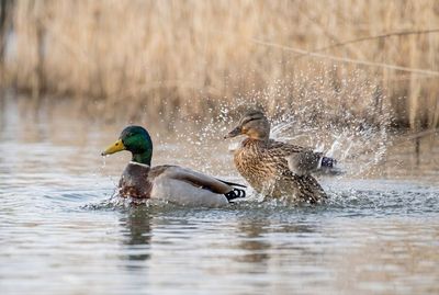 Mallard - Dynamic Moments Zwei Stockenten schwimmen im Wasser, eine schlägt aufregend mit den Flügeln und erzeugt Spritzwasser.
