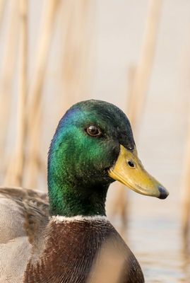 Mallard - Intense Colors Nahaufnahme eines männlichen Stockenten-Kopfes, der das irisierende Grün der Federn zeigt.
