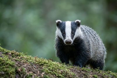 European Badger - Moment Of Calm Nahaufnahme eines Europäischen Dachses, der frontal aus dem moosigen Unterholz in die Kamera blickt, im Querformat.