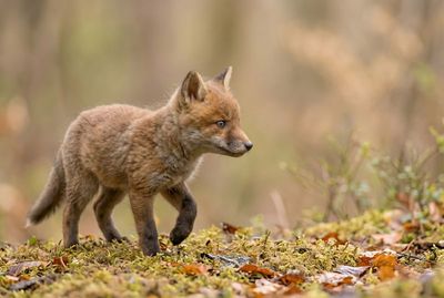 Red Fox - First Exploratory Walk Rotfuchswelpe macht einen Schritt auf Waldboden mit Moos und Herbstlaub, blickt aufmerksam nach rechts.