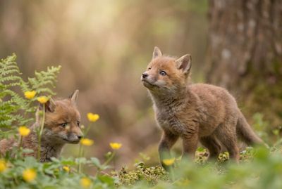 Red Fox - Sibling Astonishment Zwei Fuchswelpen im Wald; einer schaut hoch, der andere sitzt im Hintergrund zwischen Moos und gelben Blumen.