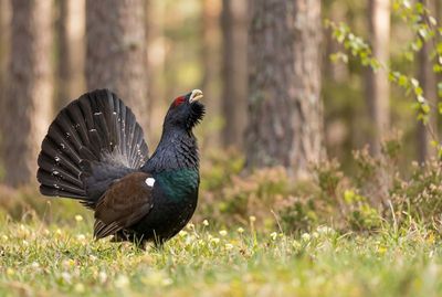 Balzender Auerhahn mit aufgefächertem Schwanzgefieder und geöffnetem Schnabel auf Waldboden vor unscharfen Kiefern.