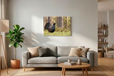 Western Capercaillie - Call of the Wild Balzender Auerhahn mit aufgefächertem Schwanzgefieder und geöffnetem Schnabel auf Waldboden vor unscharfen Kiefern.