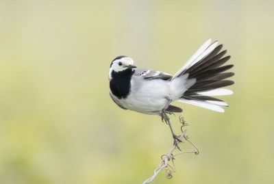 White Wagtail – The Proud Fan-Dance Nahaufnahme einer Bachstelze mit prachtvoll aufgefächertem Schwanz auf einer dünnen Ranke vor weichem Hintergrund.