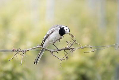 White Wagtail – The Gentle Downward Gaze Bachstelze balanciert auf einer dicken, geschwungenen Weinrebe und blickt aufmerksam nach unten ins grüne Bokeh.