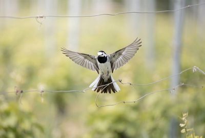 White Wagtail – Perfect Landing on the Fence Bachstelze im Frontalflug mit weit ausgebreiteten Flügeln im Moment der Landung auf einem dünnen Zaundraht im Weinberg.