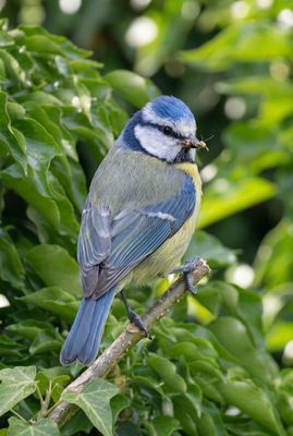 Blue Tit – Vigilant Hunter Nahaufnahme einer Blaumeise im Profil auf einem Ast mit erbeutetem Insekt vor weichem Efeuhintergrund.