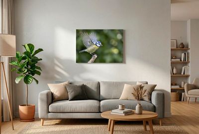 Blue Tit – Dynamic Takeoff Blaumeise im Querformat auf einem Ast sitzend mit weit nach oben geschlagenen Flügeln und Futter im Schnabel.