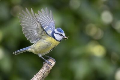 Blue Tit – Dynamic Takeoff Blaumeise im Querformat auf einem Ast sitzend mit weit nach oben geschlagenen Flügeln und Futter im Schnabel.