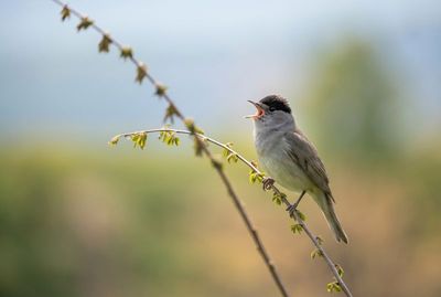 Blackcap - The Herald of Spring Grauer Singvogel mit schwarzer Kopfkappe singt mit weit geöffnetem Schnabel auf einem knospenden Zweig im Profil.