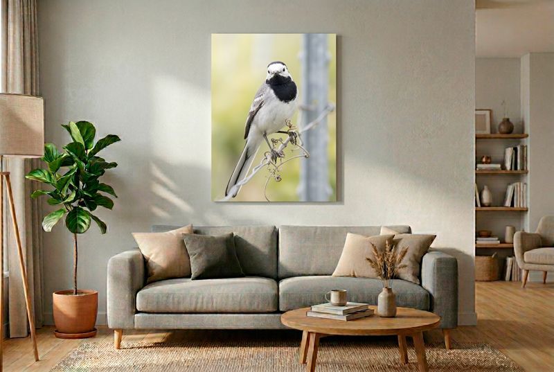 White Wagtail – Portrait of a Curious Wanderer Detailreiches Portrait einer Bachstelze, die aufmerksam direkt in die Kamera blickt, im Hintergrund ein Zaunpfahl.