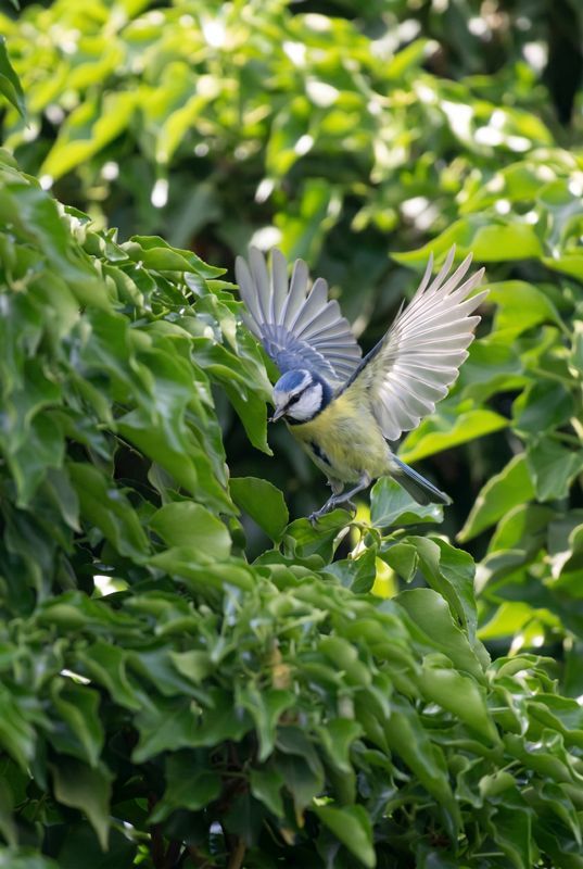 Blaumeise friert im Schwebeflug vor grünem Efeu die Flügel nach oben gestreckt, ein Insekt im Schnabel.