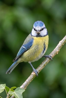 Frontale Nahaufnahme einer Blaumeise auf einem Ast, die mit Beute im Schnabel direkt in die Kamera blickt.