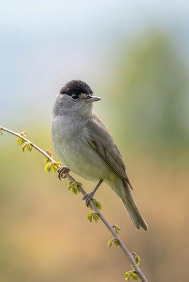 Grauer Vogel mit schwarzer Kopfkappe sitzt aufrecht auf einem schrägen Ast und blickt aufmerksam über die Schulter.