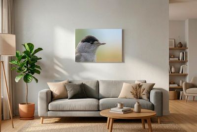 Blackcap - Fascination of Detail Nahaufnahme von Kopf und Brust eines grauen Singvogels mit scharf fokussiertem Auge und schwarzer Kopfplatte.