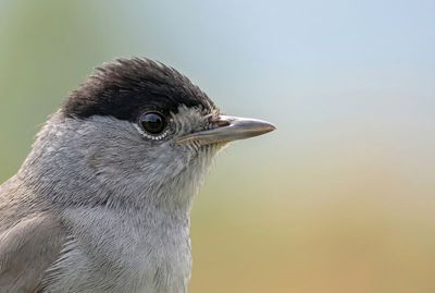 Blackcap - Fascination of Detail Nahaufnahme von Kopf und Brust eines grauen Singvogels mit scharf fokussiertem Auge und schwarzer Kopfplatte.