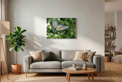 Blaumeise im Querformat fliegend mit weit ausgebreiteten Flügeln im Schwebeflug über grünen Efeublättern.