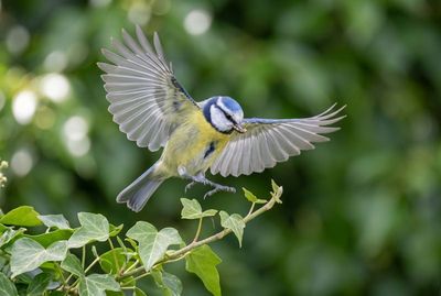 Blaumeise im Querformat fliegend mit weit ausgebreiteten Flügeln im Schwebeflug über grünen Efeublättern.