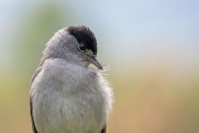 Blackcap - Intimate Moment Grauer Vogel blickt an sich herab und hält eine kleine, weiße Daunenfeder im spitzen Schnabel.