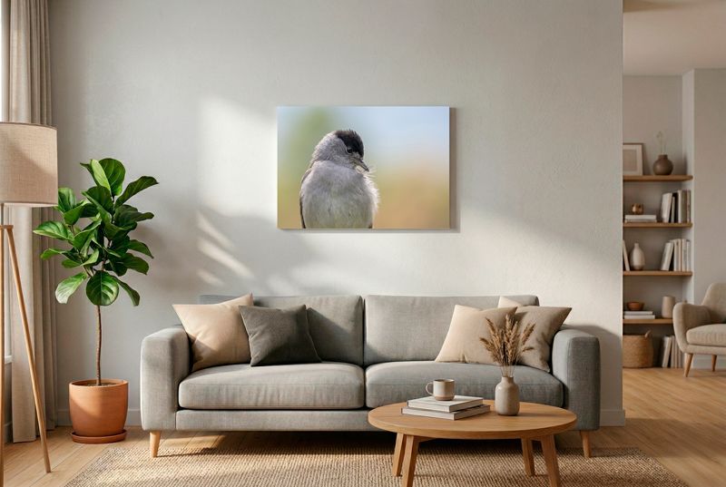 Grauer Vogel blickt an sich herab und hält eine kleine, weiße Daunenfeder im spitzen Schnabel.