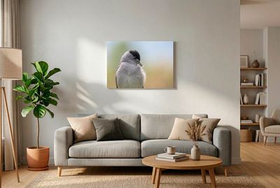 Grauer Vogel blickt an sich herab und hält eine kleine, weiße Daunenfeder im spitzen Schnabel.
