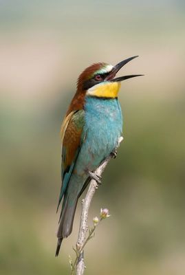 Bee-eater – Hunter's Call Hochformat eines Bienenfressers mit weit geöffnetem Schnabel beim Rufen, scharfe Details.