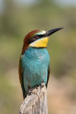Nahaufnahme eines Bienenfressers auf verwittertem Ast, Fokus auf Auge und buntem Gefieder.