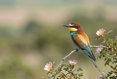 Bee-eater – Elegant Perch Bienenfresser sitzt im Profil auf einem Ast mit rosafarbenen Blüten vor ruhigem Hintergrund.