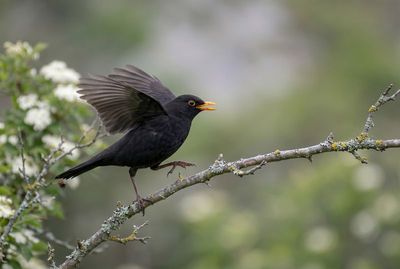 Common Blackbird – Moment of Departure Eine Amsel mit ausgebreiteten Flügeln und geöffnetem Schnabel balanciert dynamisch auf einem Ast.