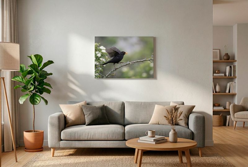 Eine Amsel mit ausgebreiteten Flügeln und geöffnetem Schnabel balanciert dynamisch auf einem Ast.