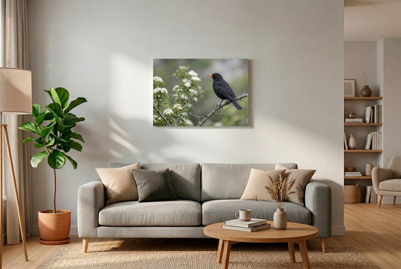 Eine schwarze Amsel sitzt auf einem Flechtenast inmitten von weißen Weißdornblüten im weichen Fokus.