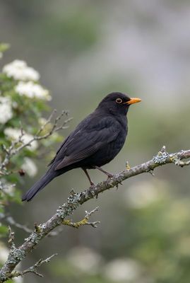 Nahaufnahme einer Amsel auf einem Flechtenzweig mit markantem, gelbem Augenring vor ruhigem Bokeh.