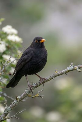 Common Blackbird – Majestic Glance Eine männliche Amsel sitzt im Profil nach rechts blickend auf einem Ast vor sanftem, grün-weißem Hintergrund.