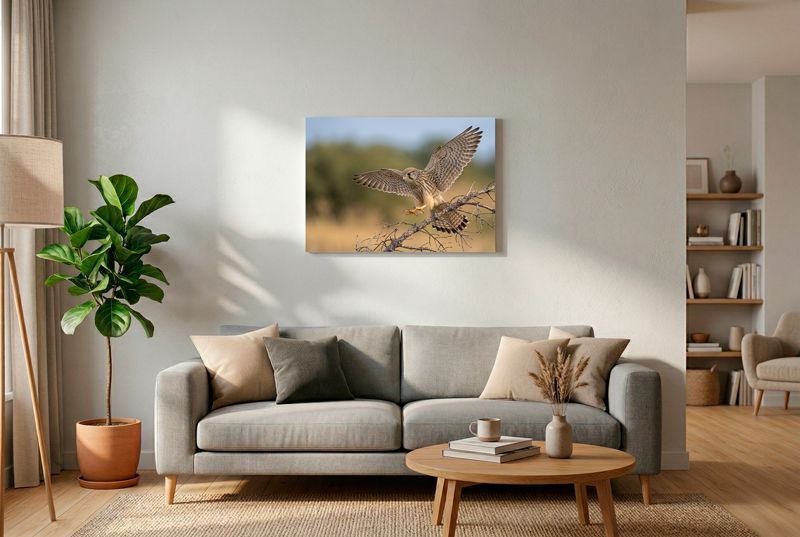 European Kestrel - Dynamic Landing Ein Turmfalke im Sturzflug mit gespreizten Schwingen und Krallen landet auf einem Kiefernzweig. Natürliches Bokeh-Feld.
