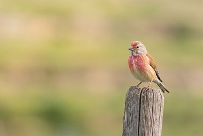 Bluthänfling mit roter Brust sitzt scharf fokussiert auf verwittertem Holzpfahl, weicher grüner Bokeh-Hintergrund.