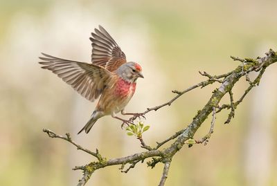 Eurasian Linnet - Precision Landing Bluthänfling im Flug, Flügel weit gespreizt, kurz vor der Landung auf einem Ast mit Blütenknospen, weicher Hintergrund.
