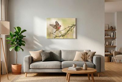 Eurasian Linnet - Precision Landing Bluthänfling im Flug, Flügel weit gespreizt, kurz vor der Landung auf einem Ast mit Blütenknospen, weicher Hintergrund.