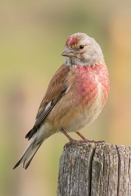 Nahaufnahme eines Bluthänflings von der Seite, Kopf leicht gedreht, rote Stirn und Brust im Detail, auf Holzpfahl.