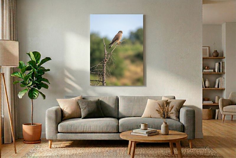 Ein Turmfalke sitzt auf einem dürren Nadelbaum-Gipfel. Hochformat-Foto, scharfe Federn, cremiges grünes Bokeh-Umfeld.