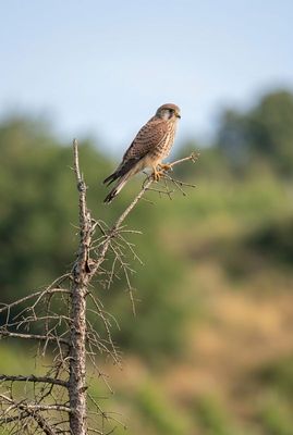 European Kestrel - Lord of the Hill Ein Turmfalke sitzt auf einem dürren Nadelbaum-Gipfel. Hochformat-Foto, scharfe Federn, cremiges grünes Bokeh-Umfeld.